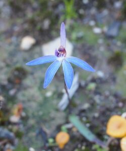 Blue Caladenia Orchid (Caladenia caerulea)