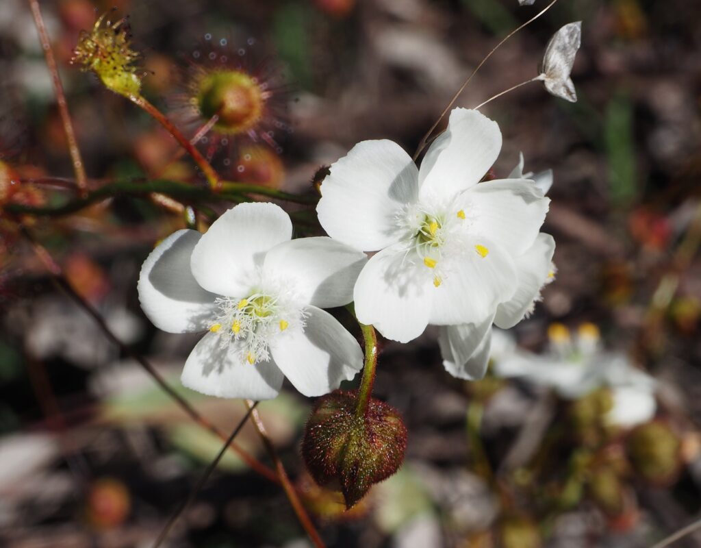 Climbing Sundew (Drosera macrantha)