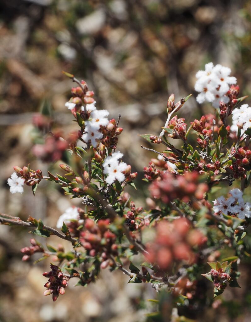 Common Beard Heath (Leucopogan virgatus)