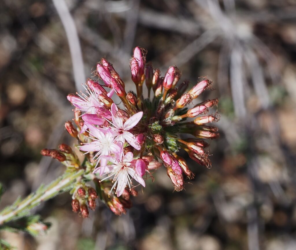 Common Fringe Myrtle (Calytrix tetragona)