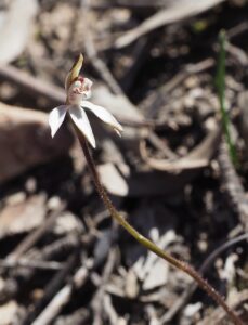 Hooded Caladenia (Caladenia cuculatta)