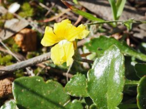 Primrose Goodenia (Goodenia blackiana)