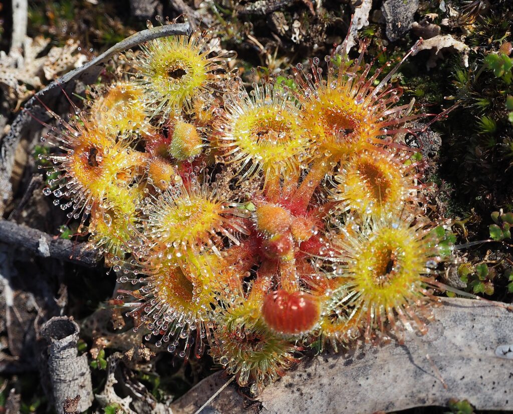 Scarlet Sundew (Drosera glanduligera)