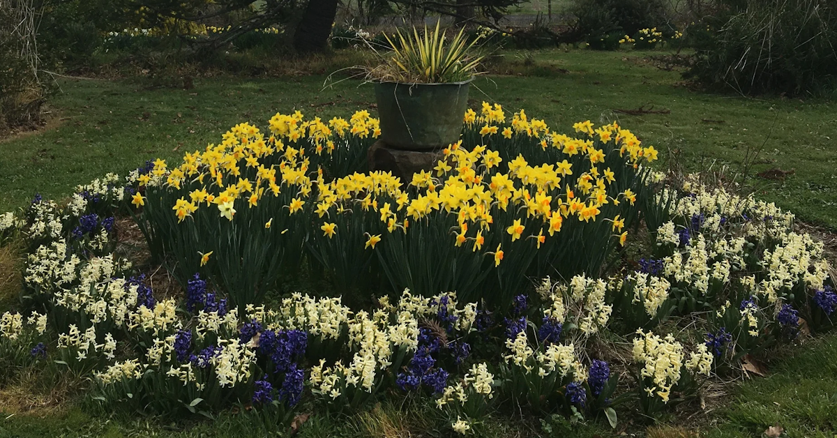 A photograph of daffodils and jonquils in a garden