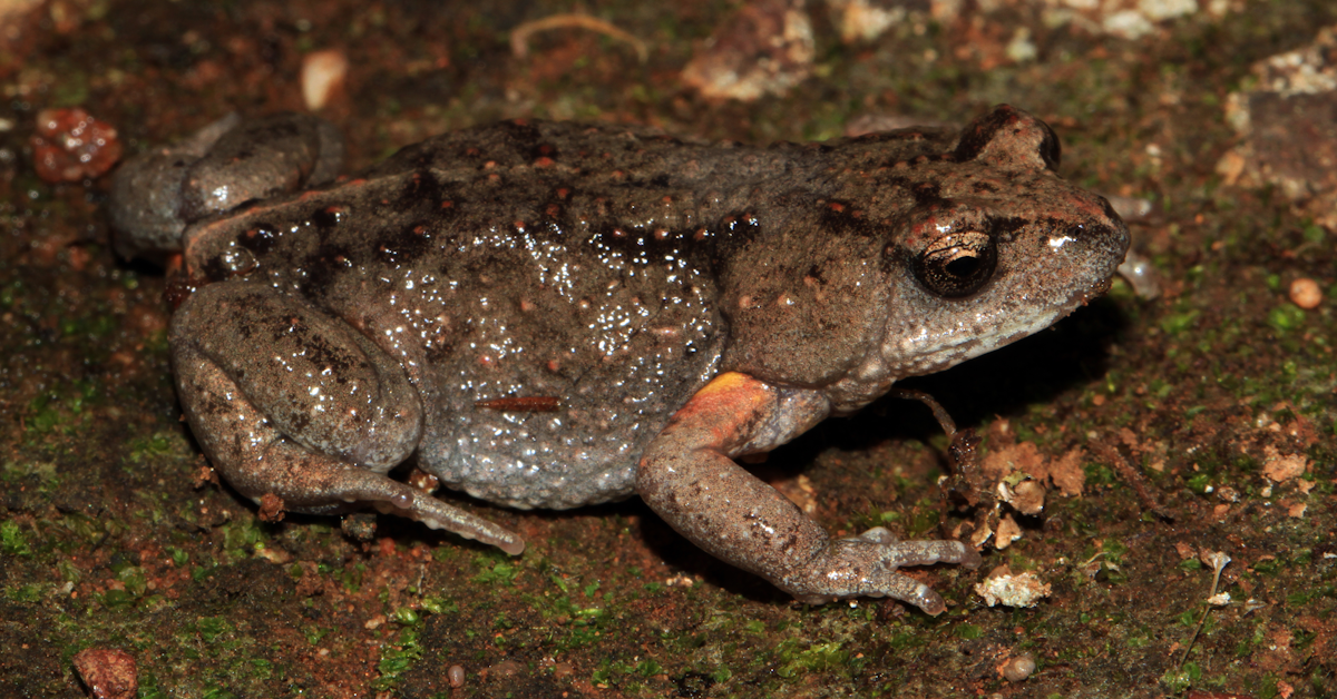 A photograph of Bibron's Toadlet - Pseudophryne bibronii